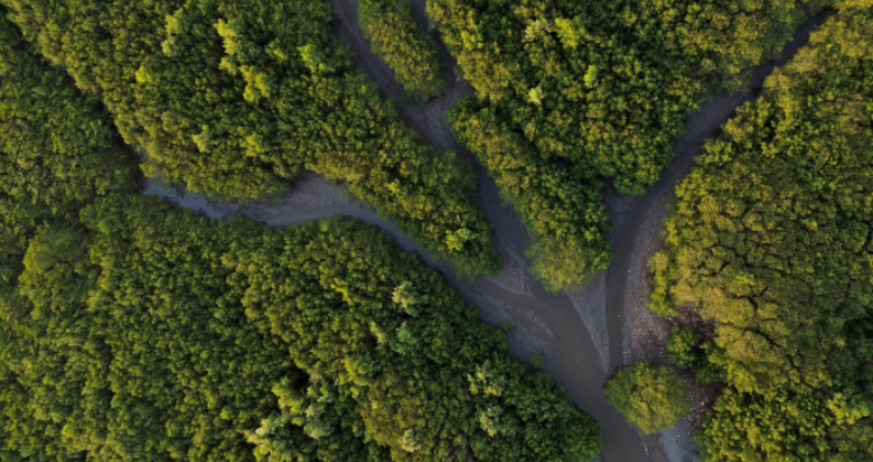 CUT SP realizará Conferência Livre de Meio Ambiente